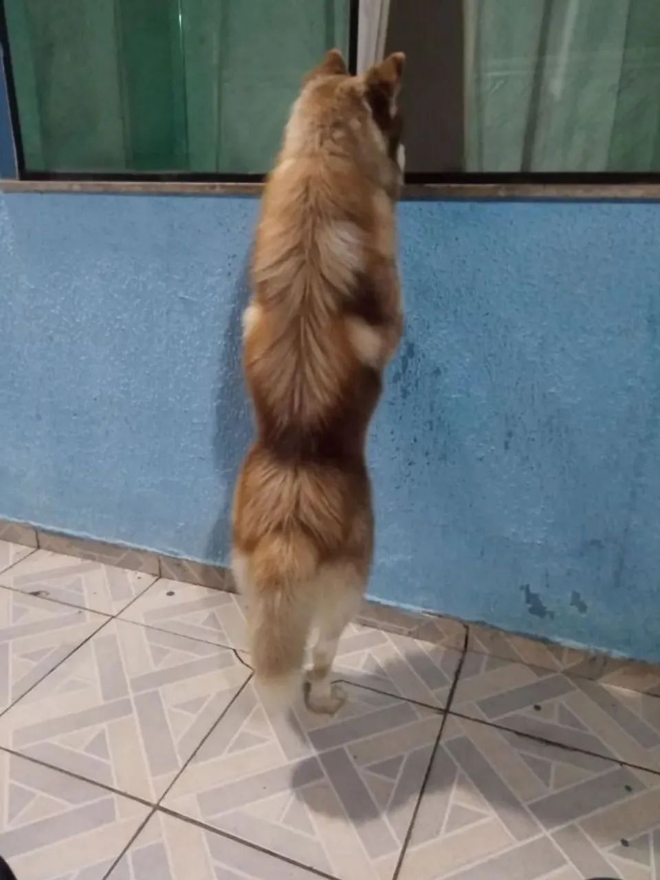 Cachorro Husky siberiano  - Foto 4