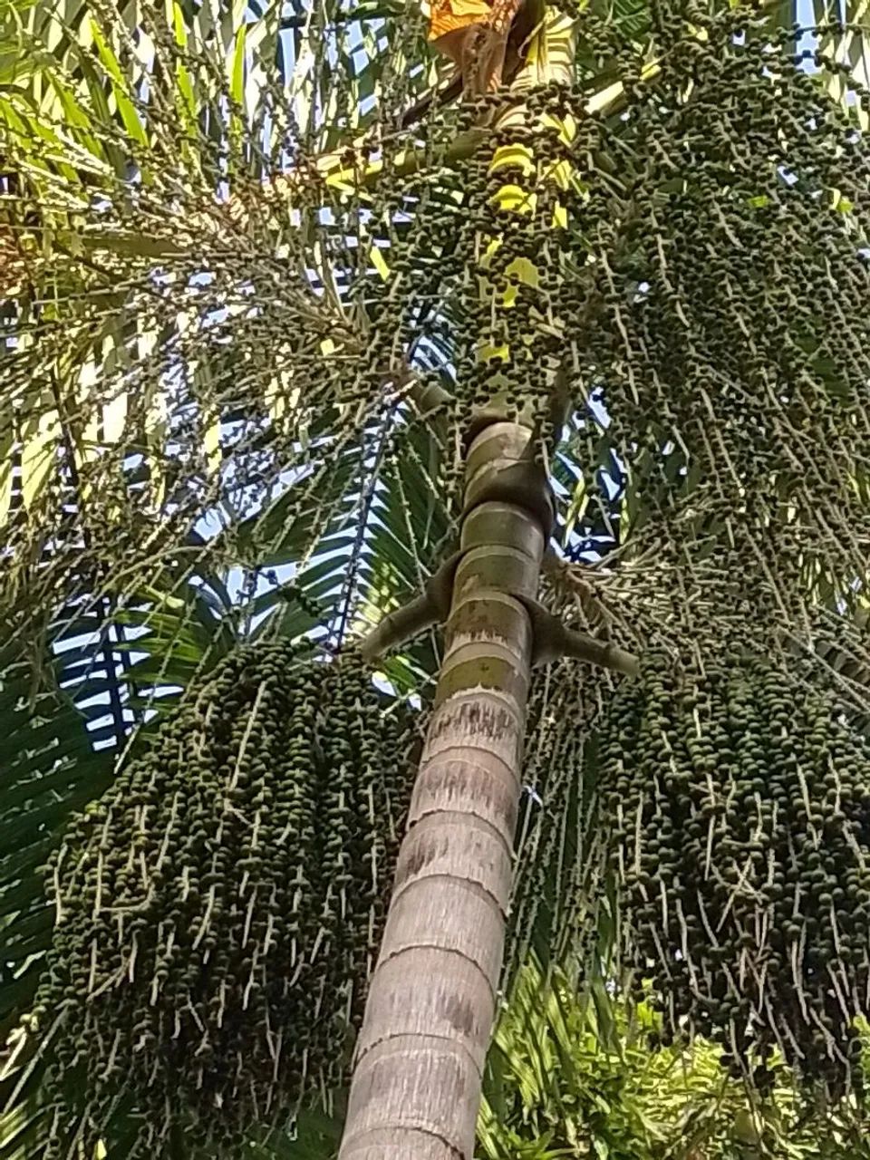 AÇAÍ IN NATURA - Foto 3
