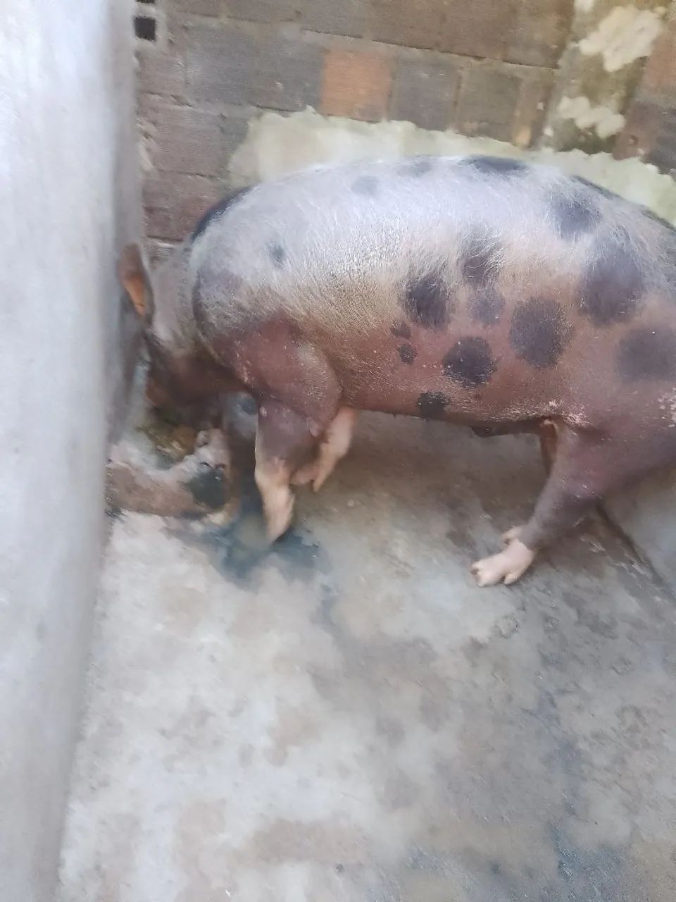 Porco - Foto 3