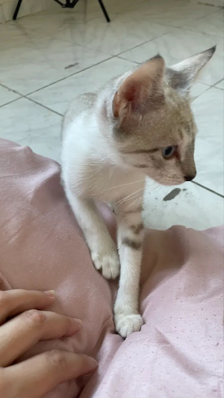 Doação gatinha 3 meses fêmea - Foto 6
