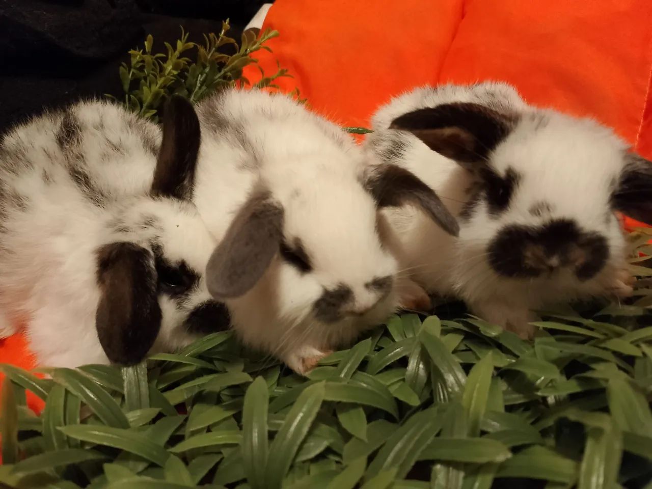 Mini lop uruguaio  - Foto 3