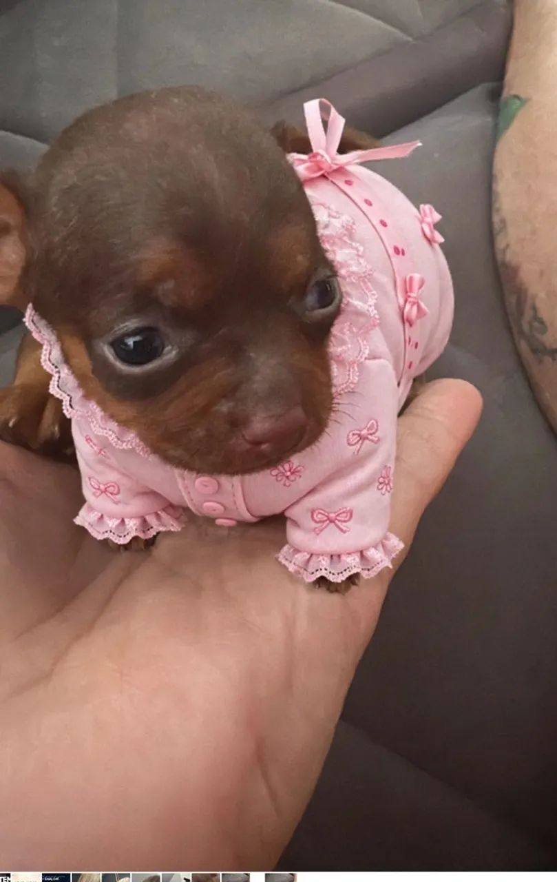 Pinscher 0