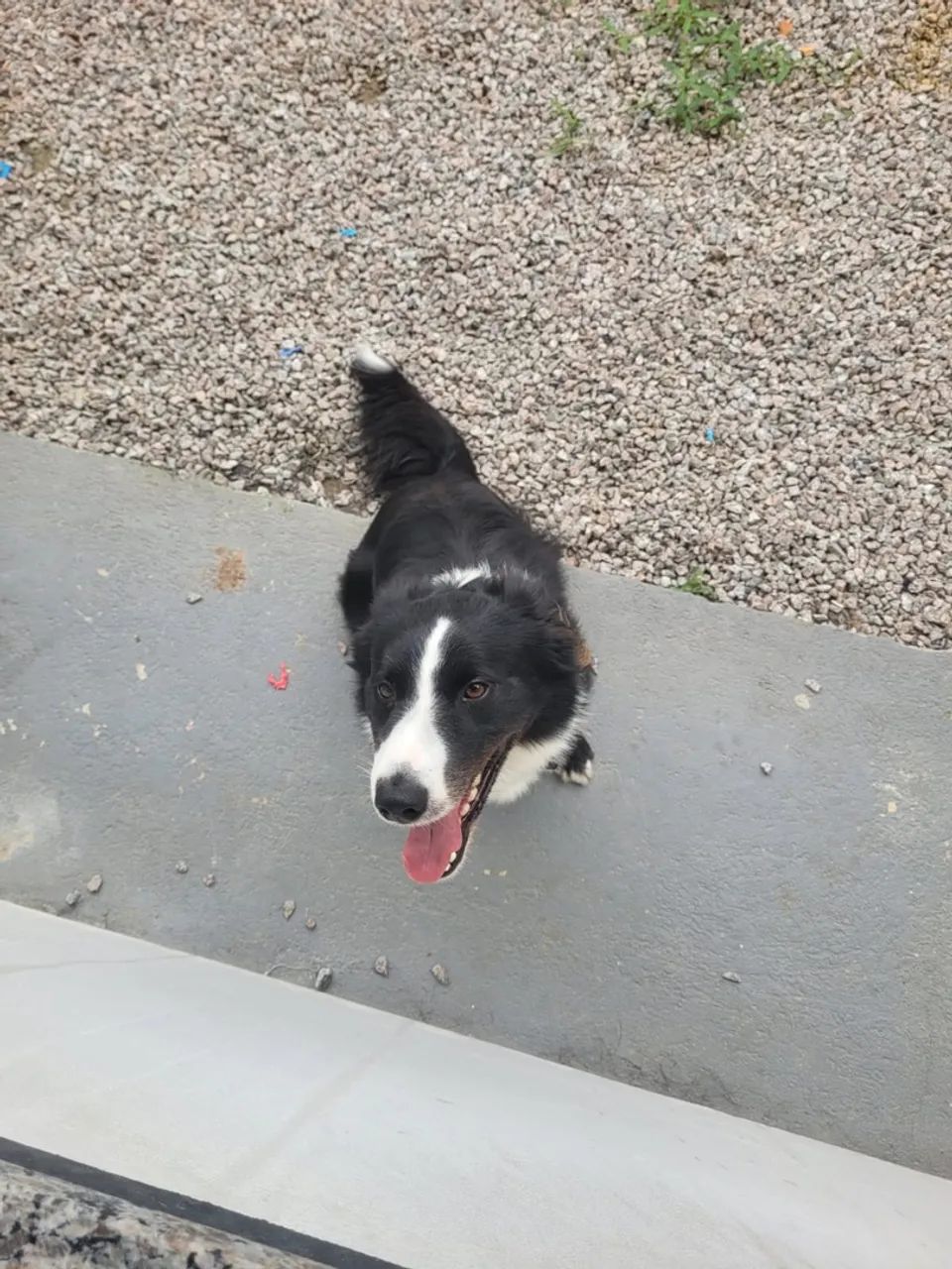 Doação border Collie  - Foto 3