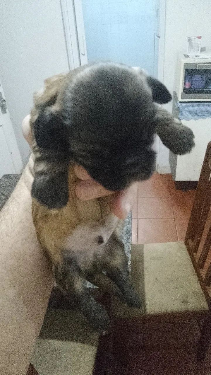 Cachorro 