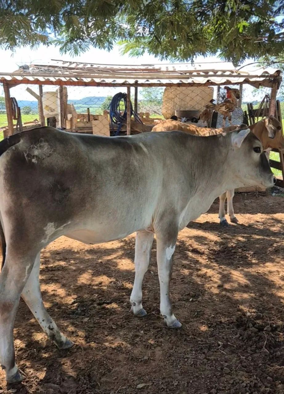 10 novilhas cruzada entre 18 a 20 mês $2.900 cada - Foto 2