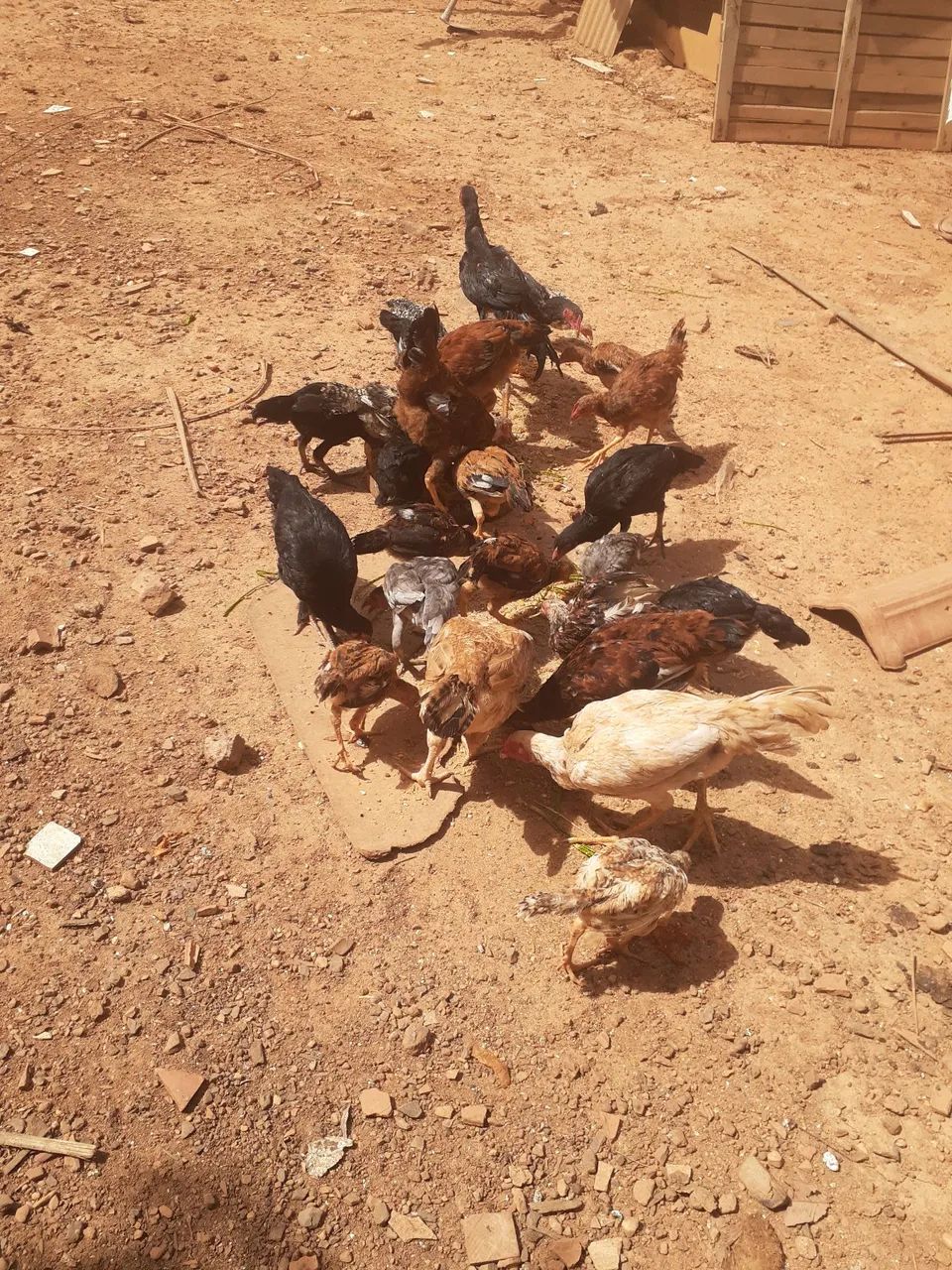 Franguinhos caipira