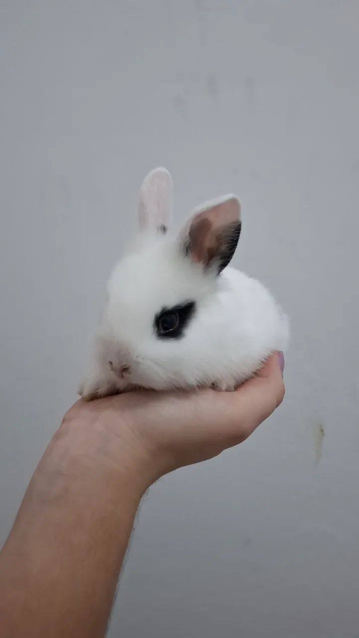 COELHOS - Foto 2