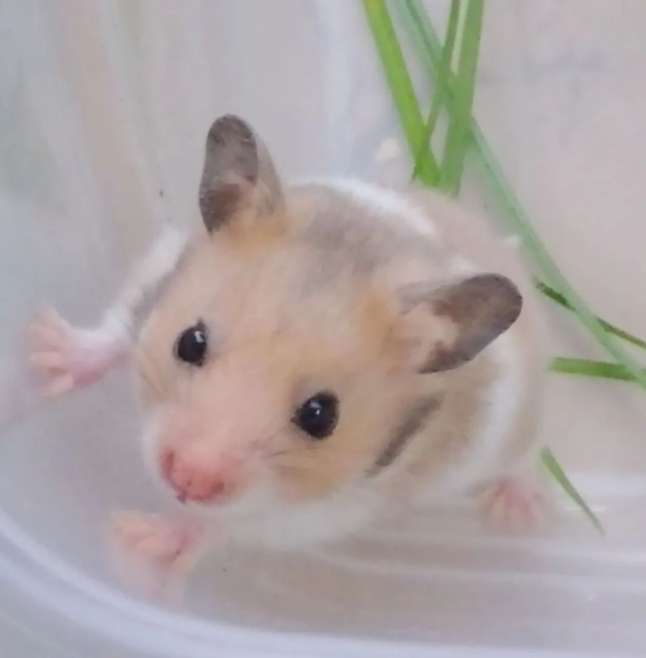 Hamster sírio (a raça mais dócil de todas)com 45 dias