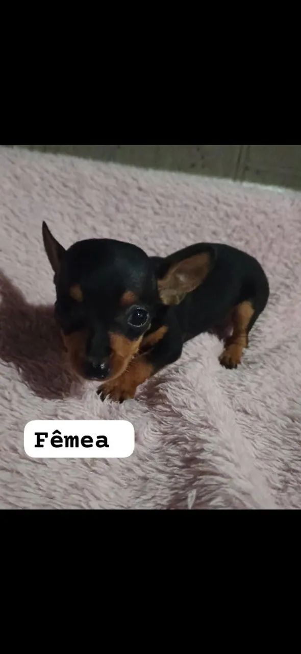 Vende lindos filhotes de pinscher  - Foto 2