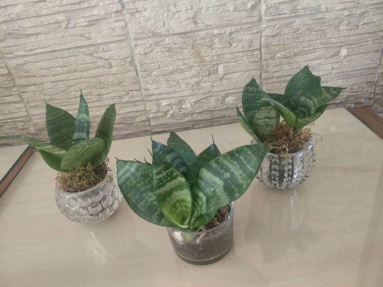 Jardinagem  - Foto 4