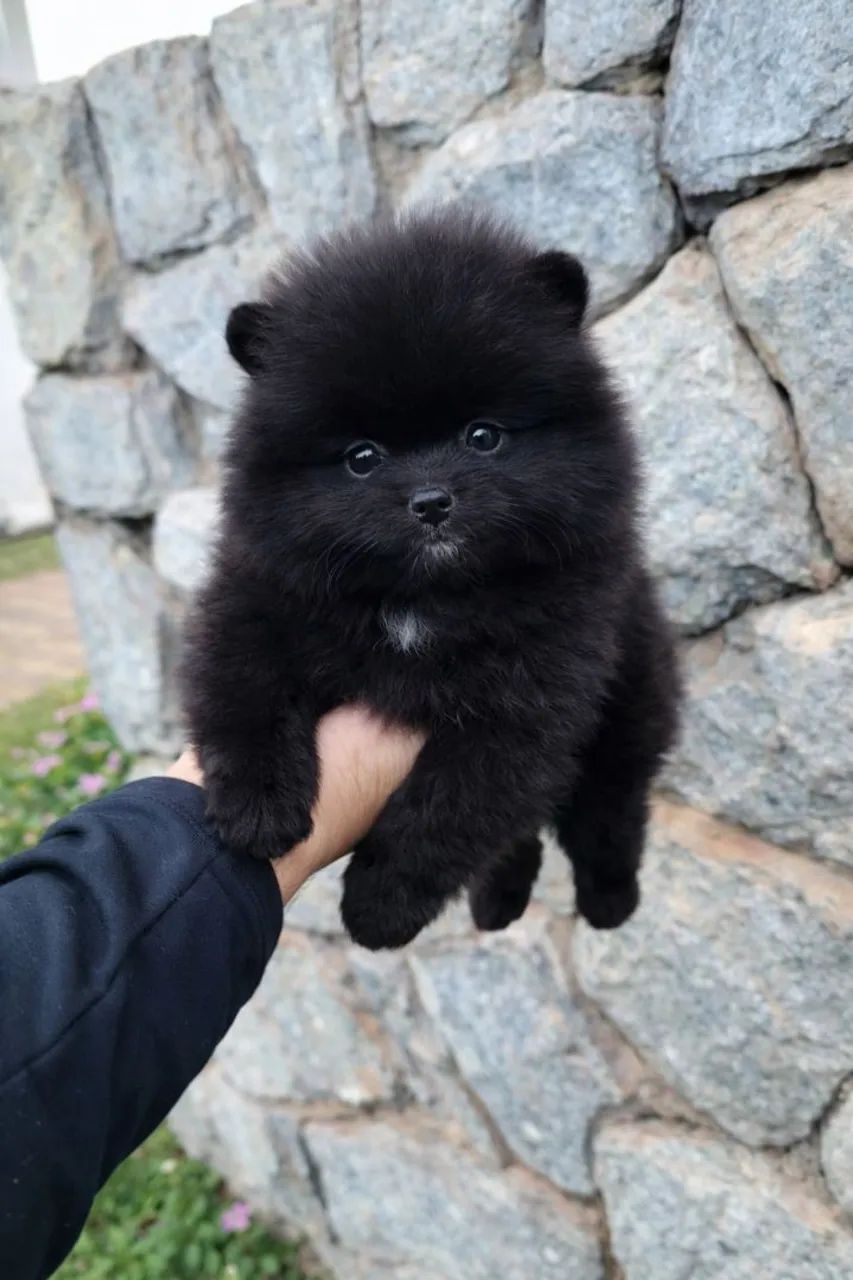 Filhotes de Spitz Alemão anão (Lulu da Pomerânia) - venda permanente - Foto 5