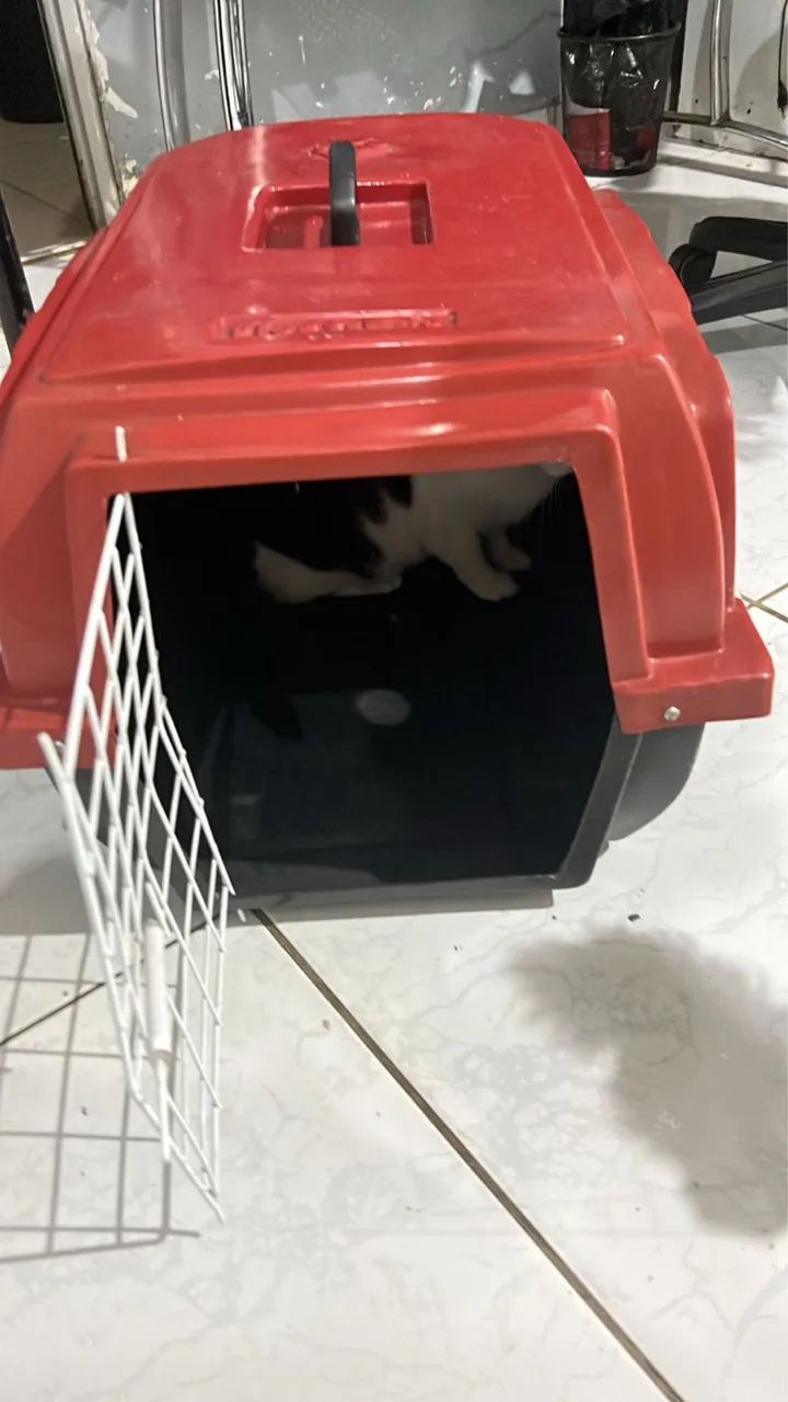 Caixa para Pet / Tamanho: 44 L X 40 A X 64 C - Foto 3