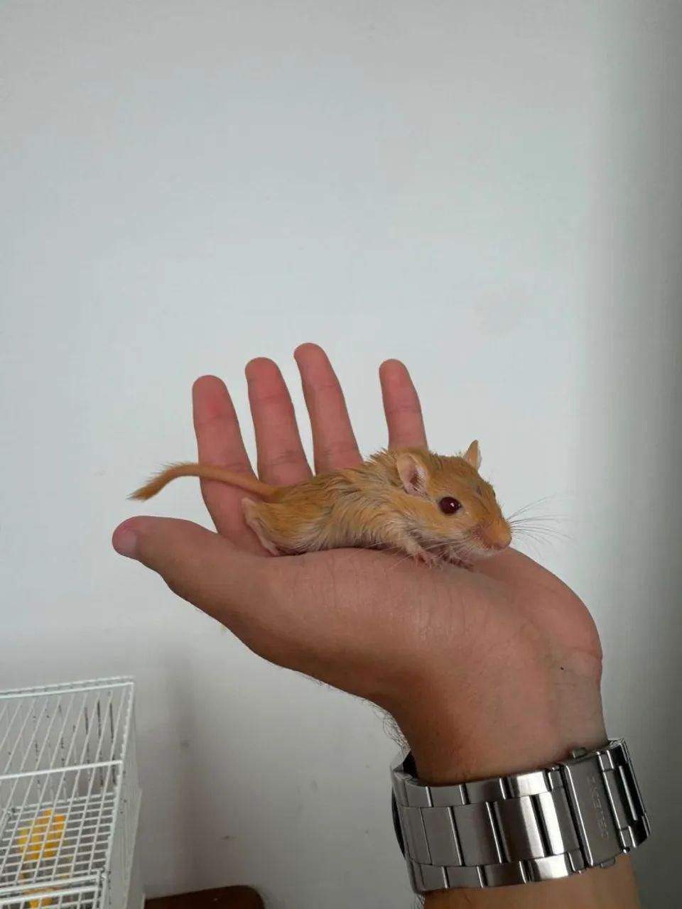Gerbil ou Esquilo da Mongólia  - Foto 4