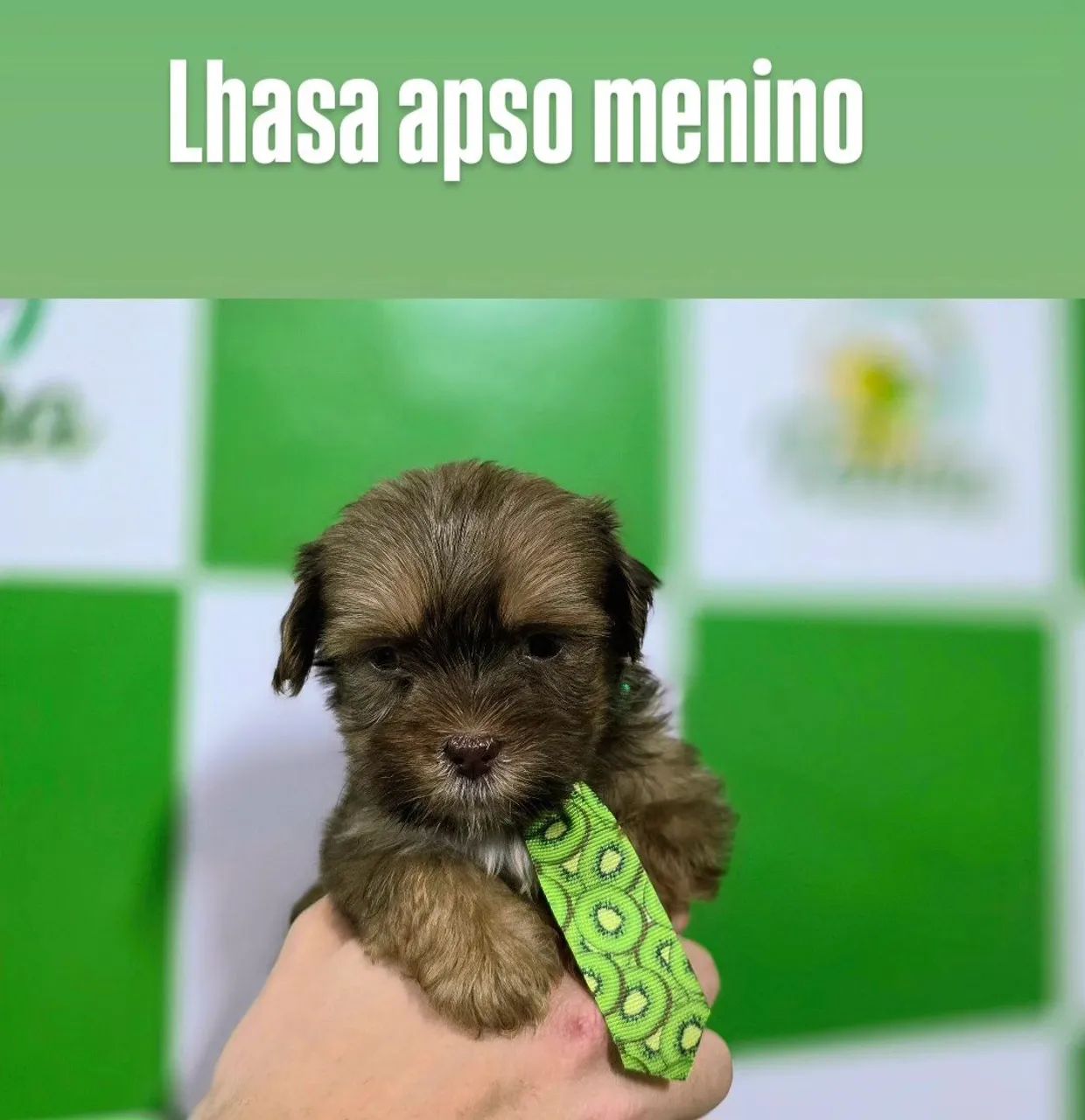 Lhasa apso - Foto 2