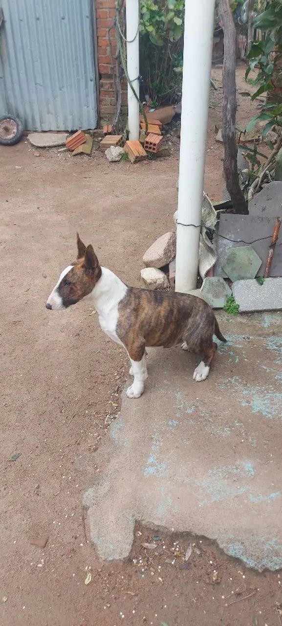 Bull Terrier  - Foto 4