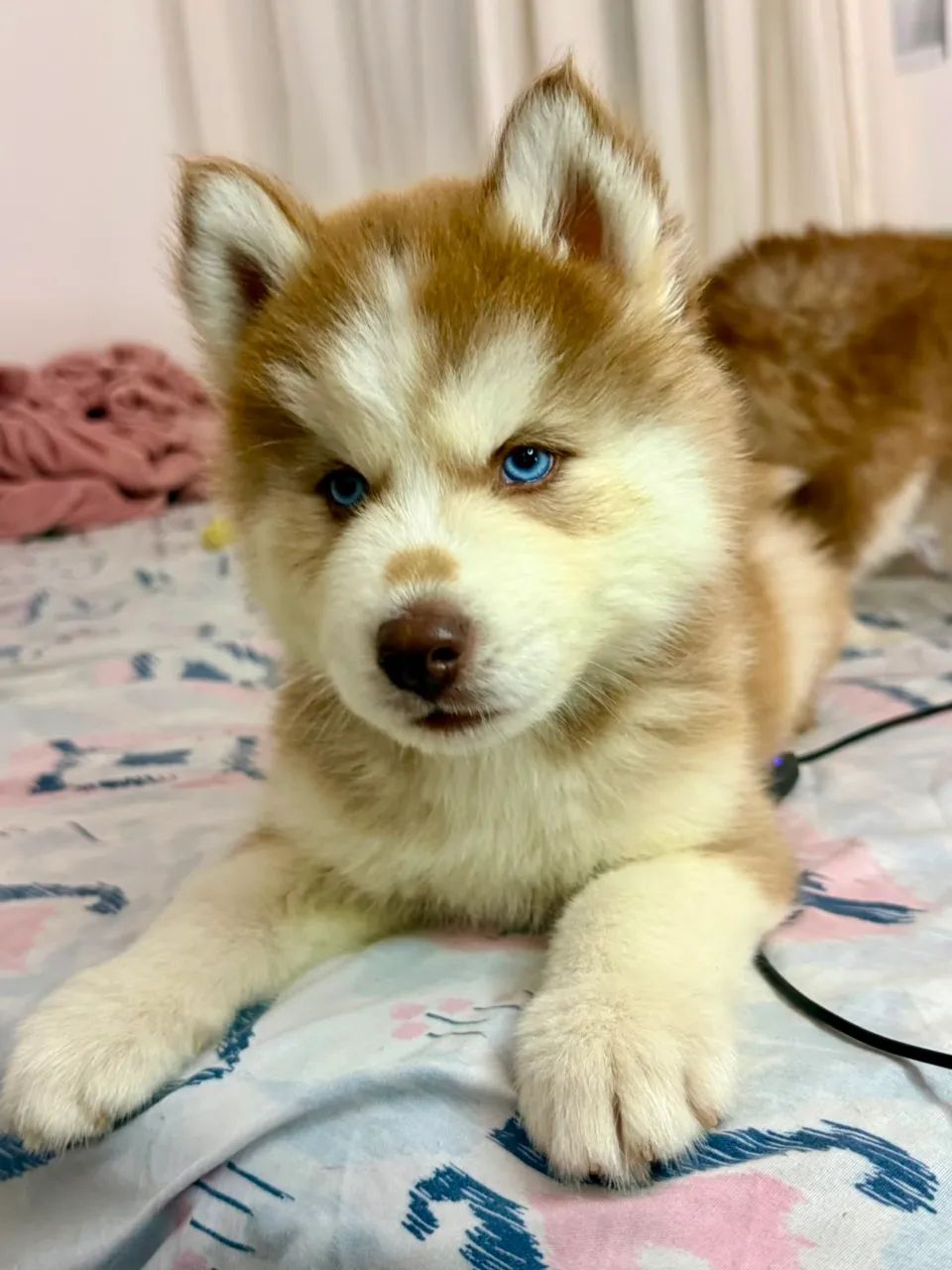 Husky siberiano  - Foto 4