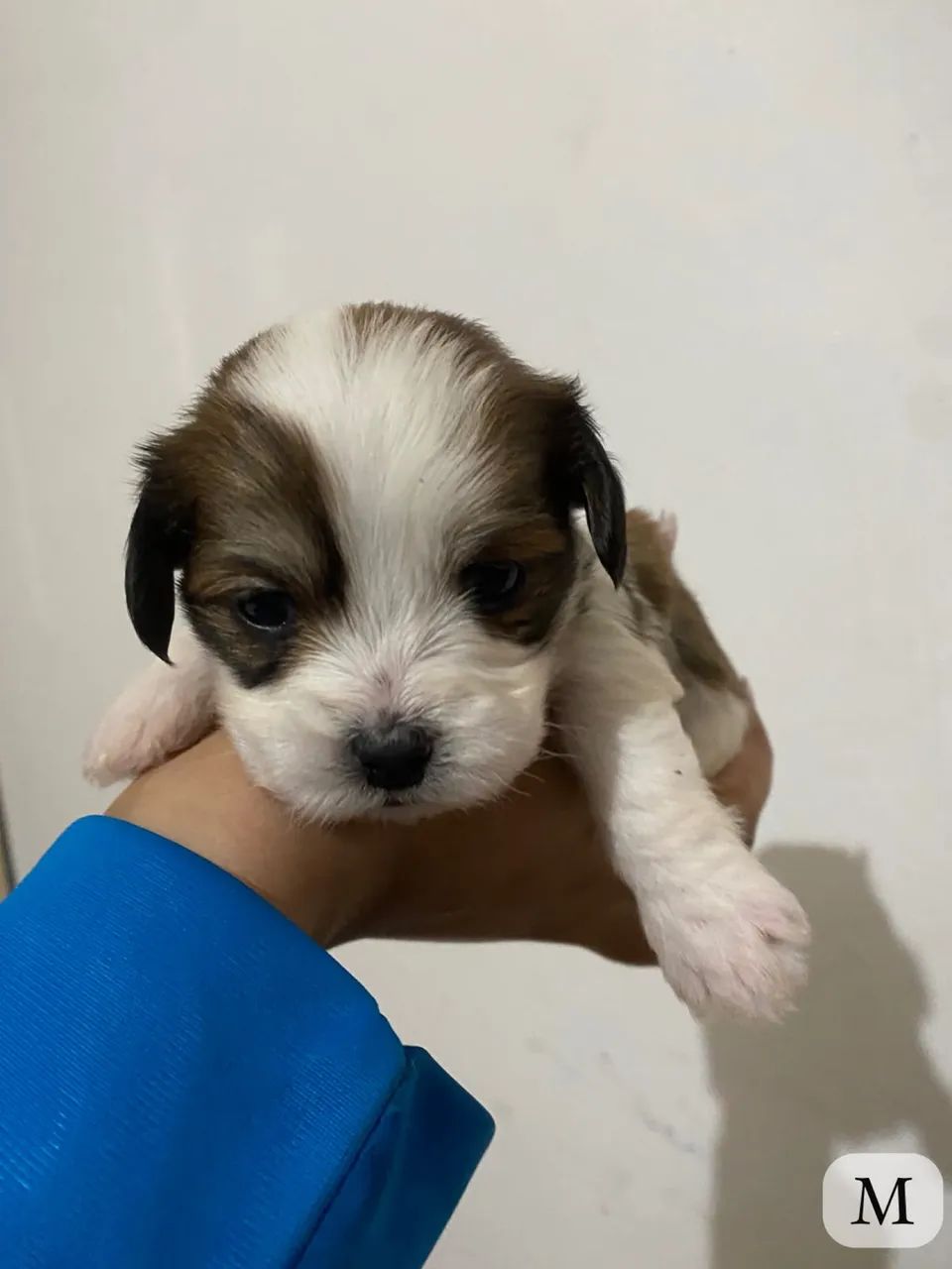 Lhasa apso  - Foto 2