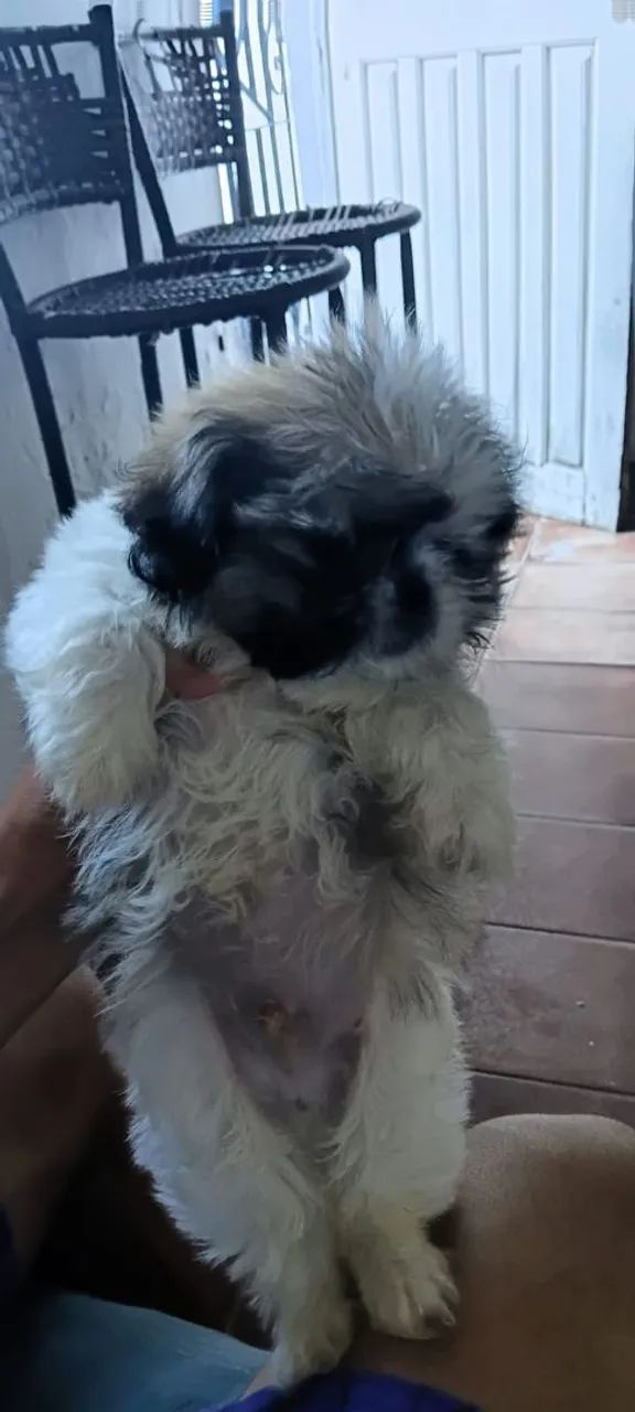 Cachorro macho shih Tzu 600 reais  - Foto 2
