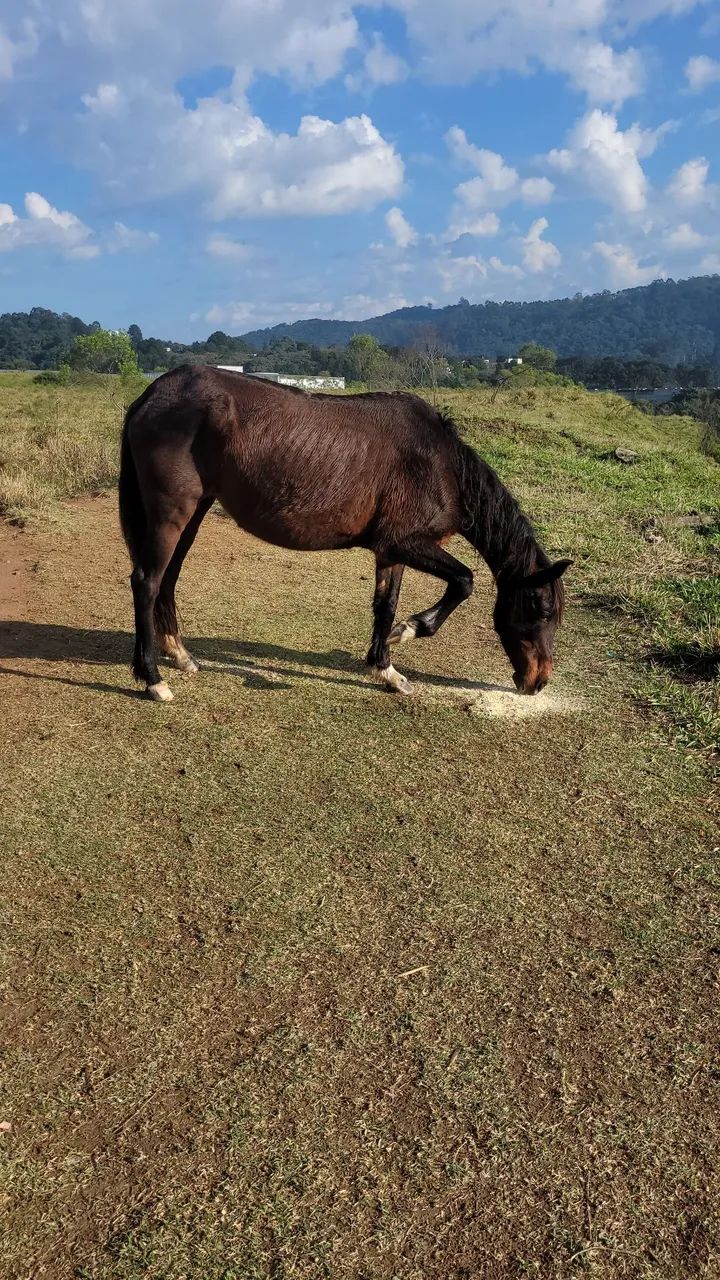 Egua mangalarga preta  - Foto 2
