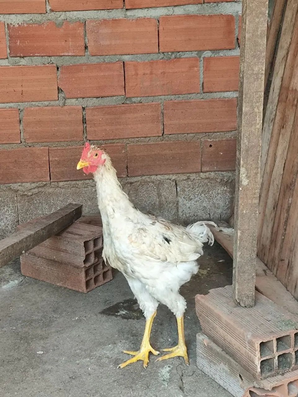Frango Branco mistura com GSB  - Foto 4