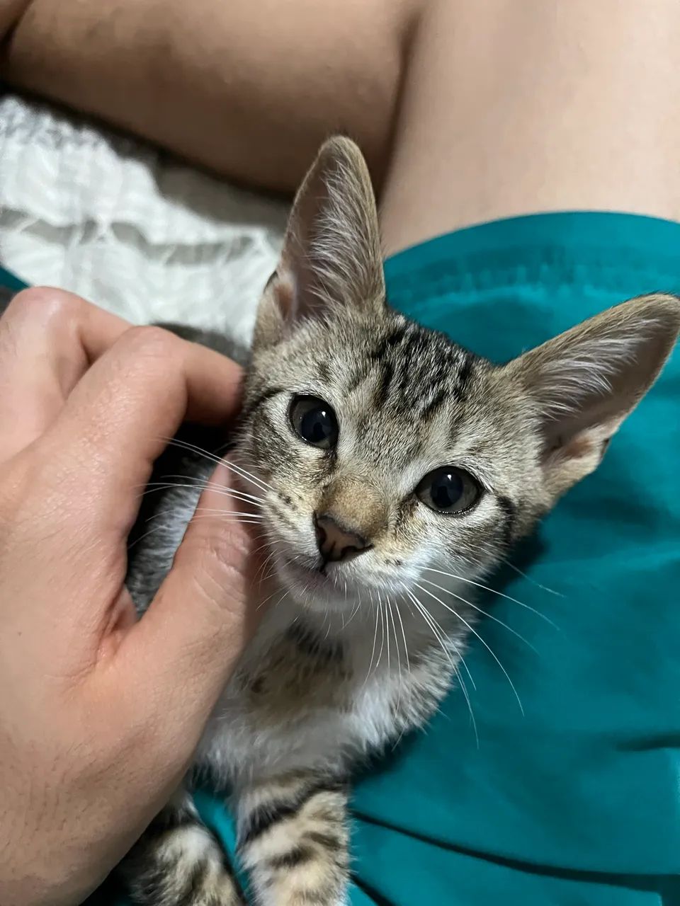 Gata tigradinha - Foto 3