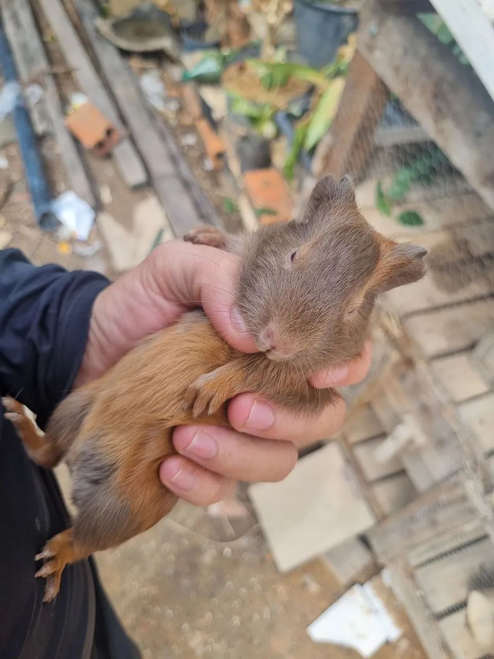Porquinho da Índia  - Foto 4