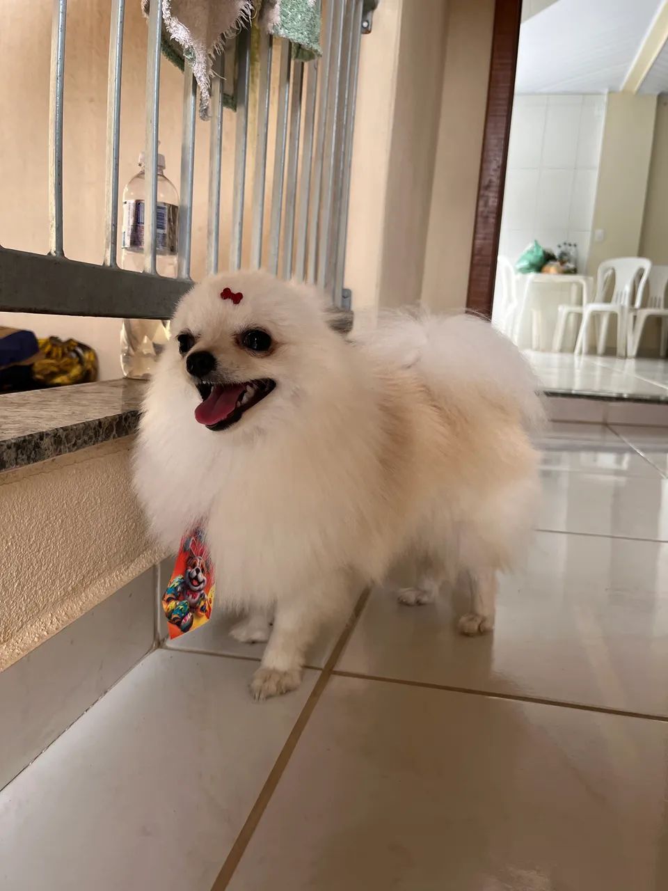 Spitz anão branco - Foto 3