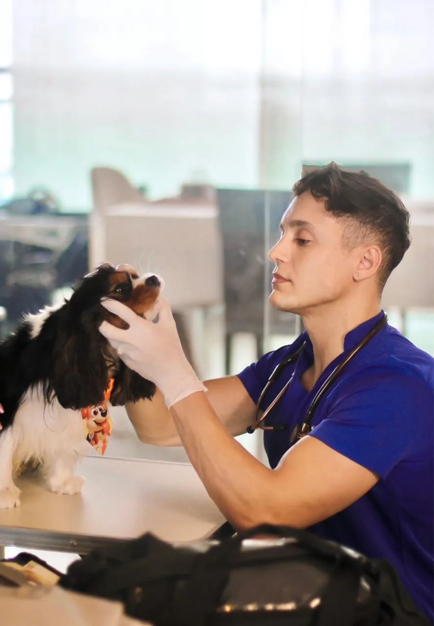 Atendimento Veterinário Domiciliar - Foto 2