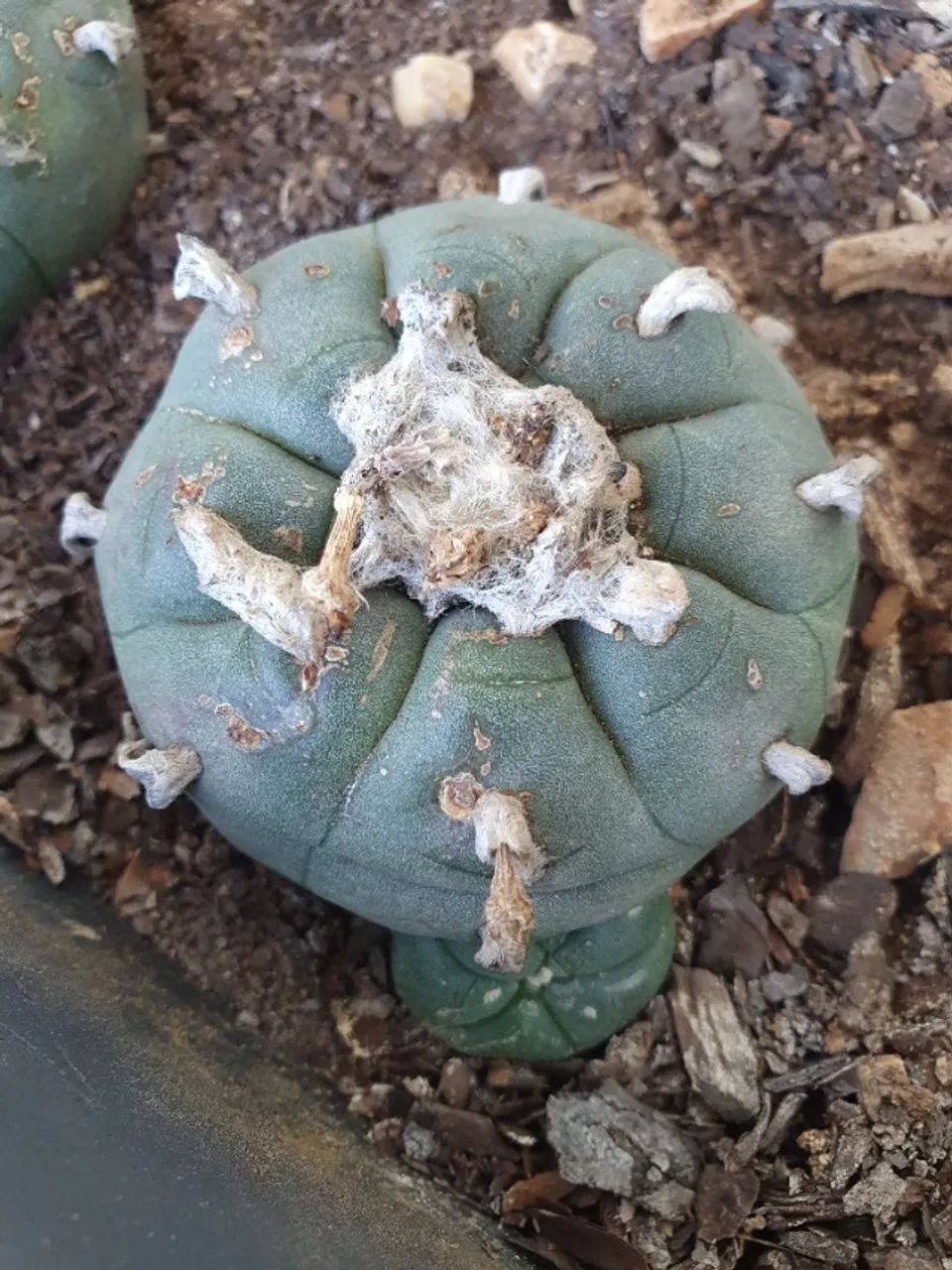Lophophora williamsii Com Broto Pote Nº 3