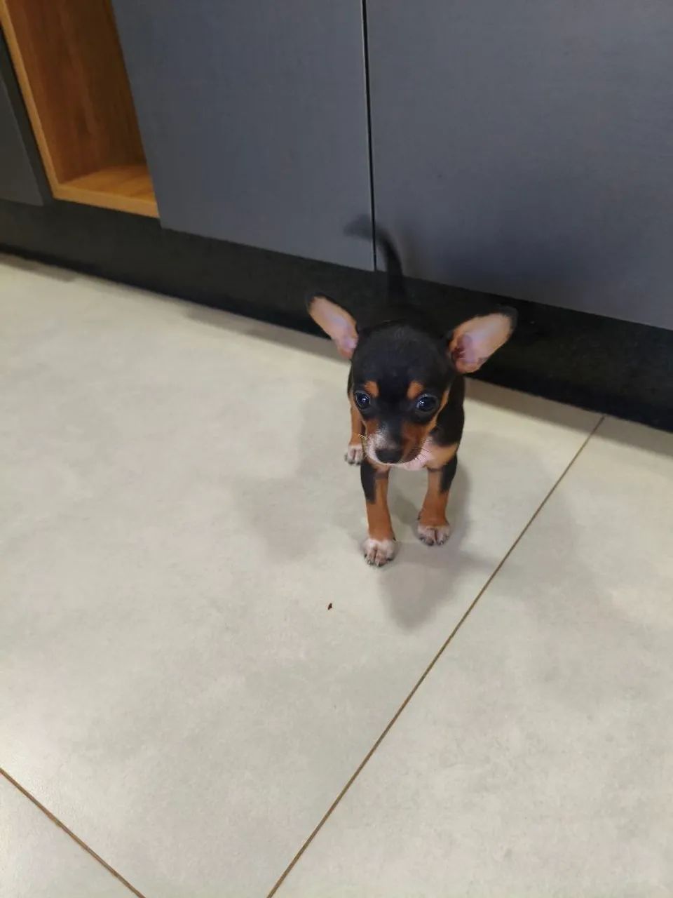 Pinscher fêmea 01 disponível. - Foto 2