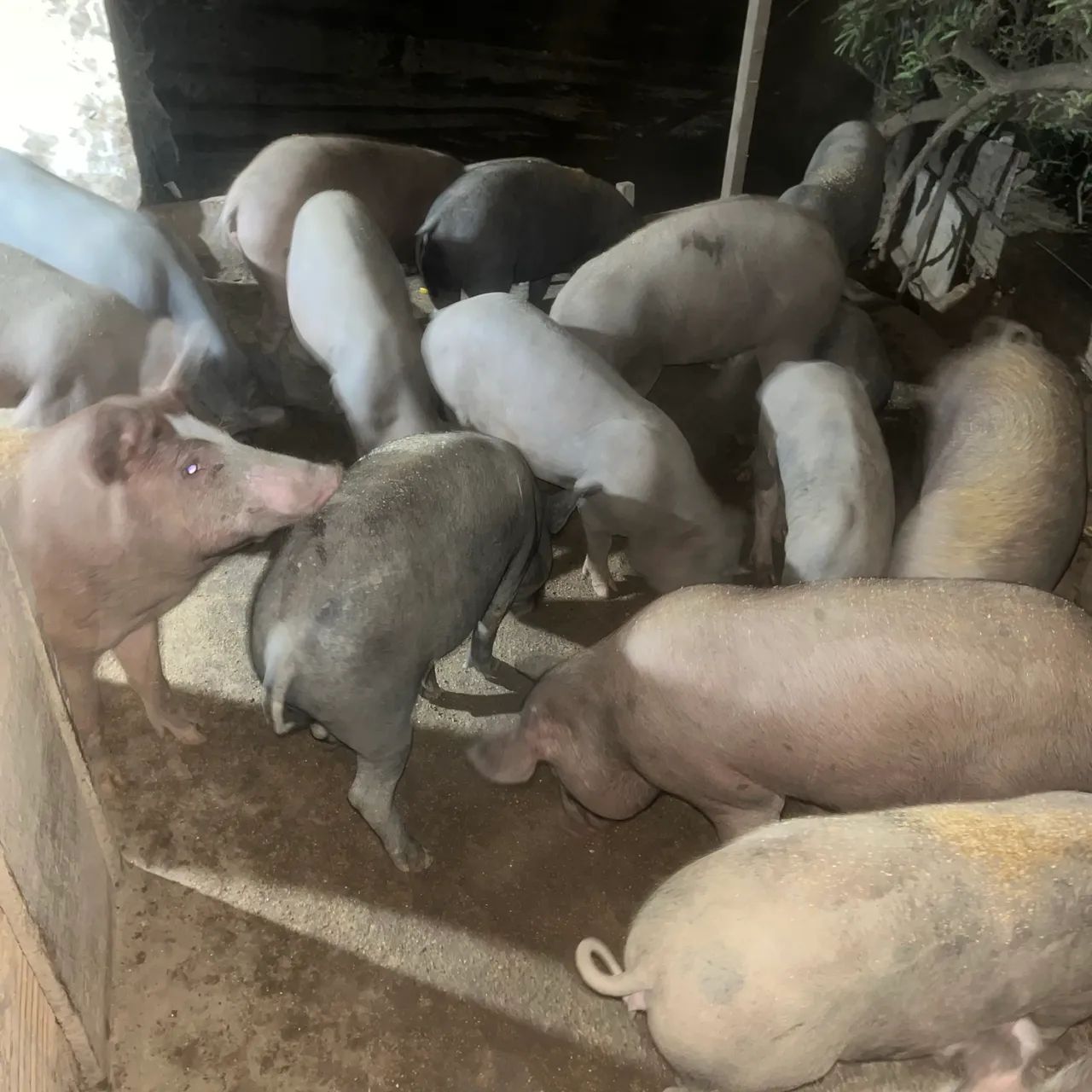 Vendemos porco - Foto 2