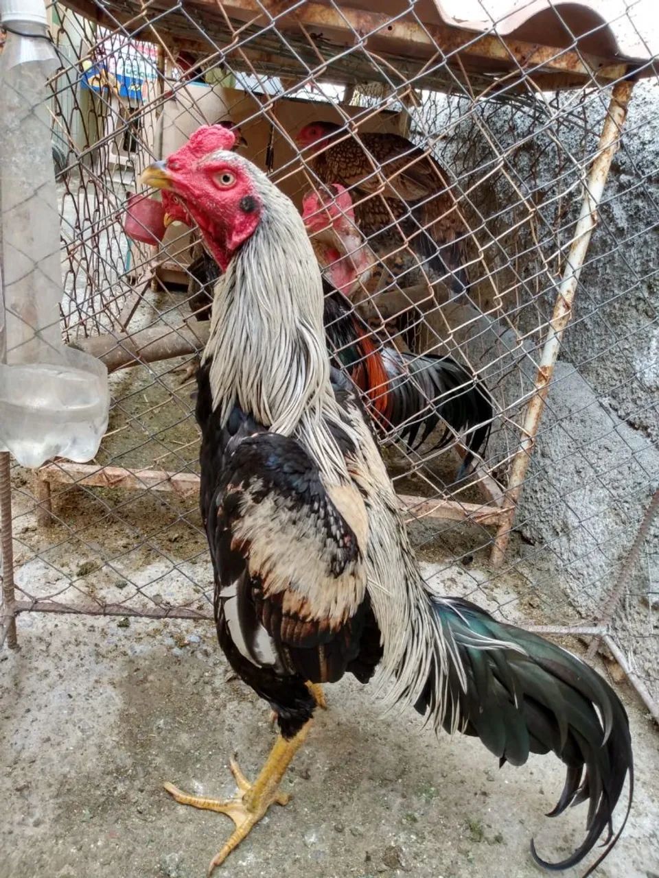 Galos  - Foto 3