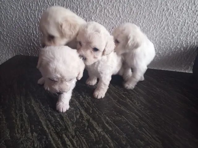 Poodle toy micro  - Foto 4