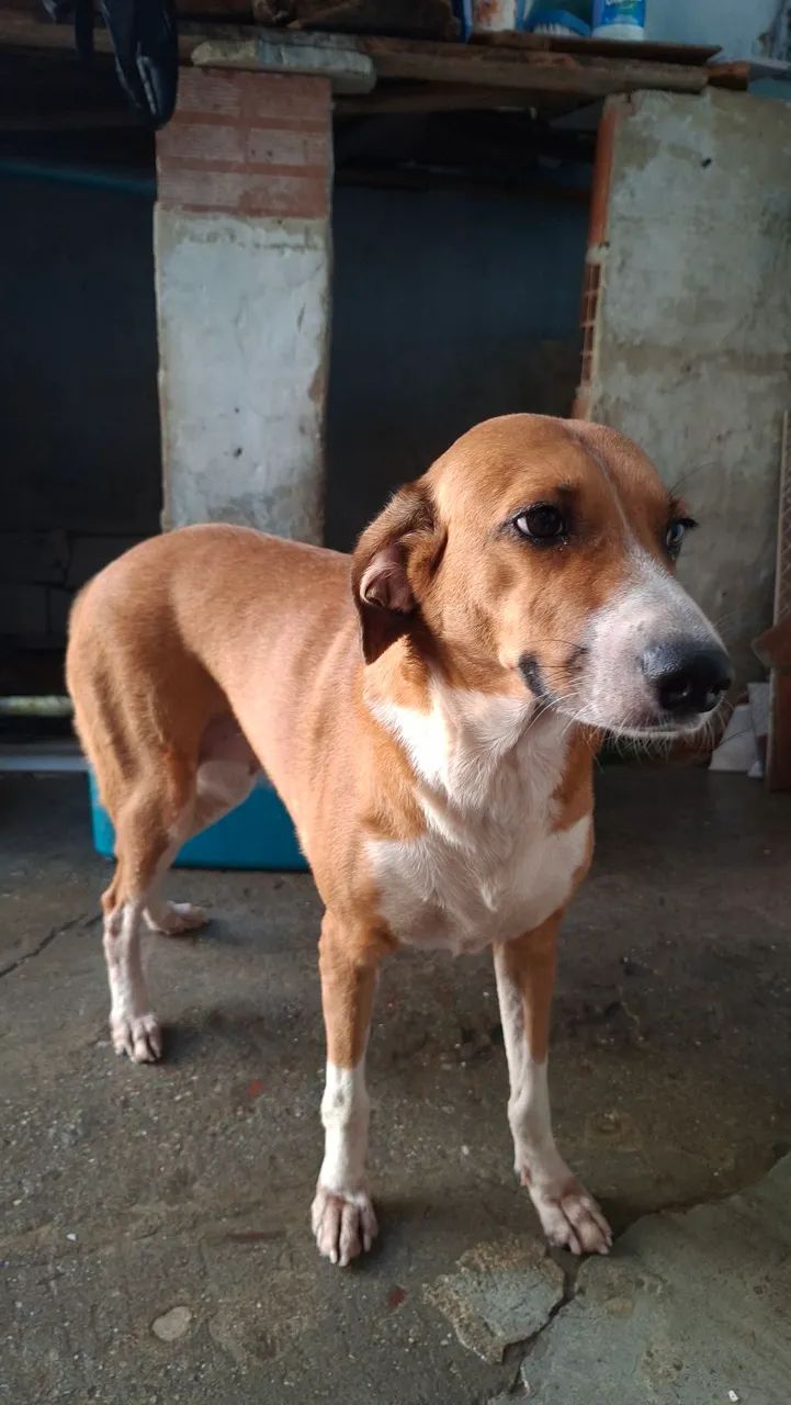 Cachorros pra doar  - Foto 3