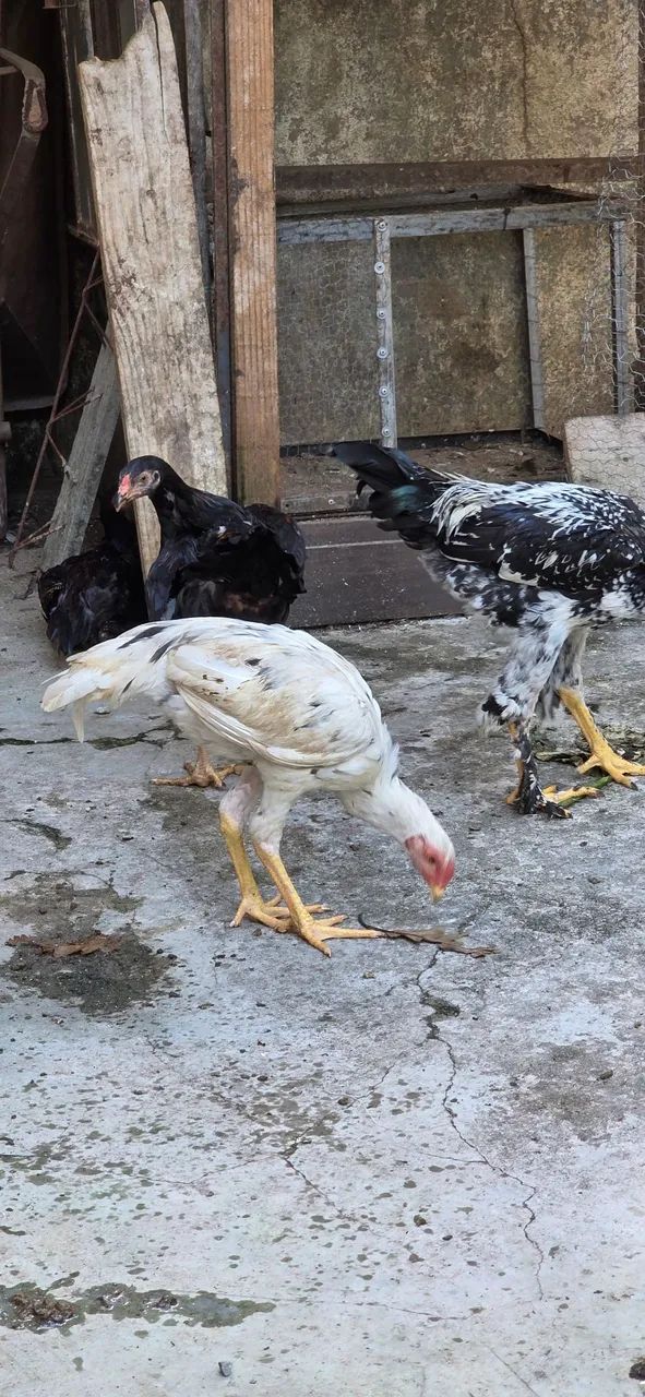 Frango índio  - Foto 6