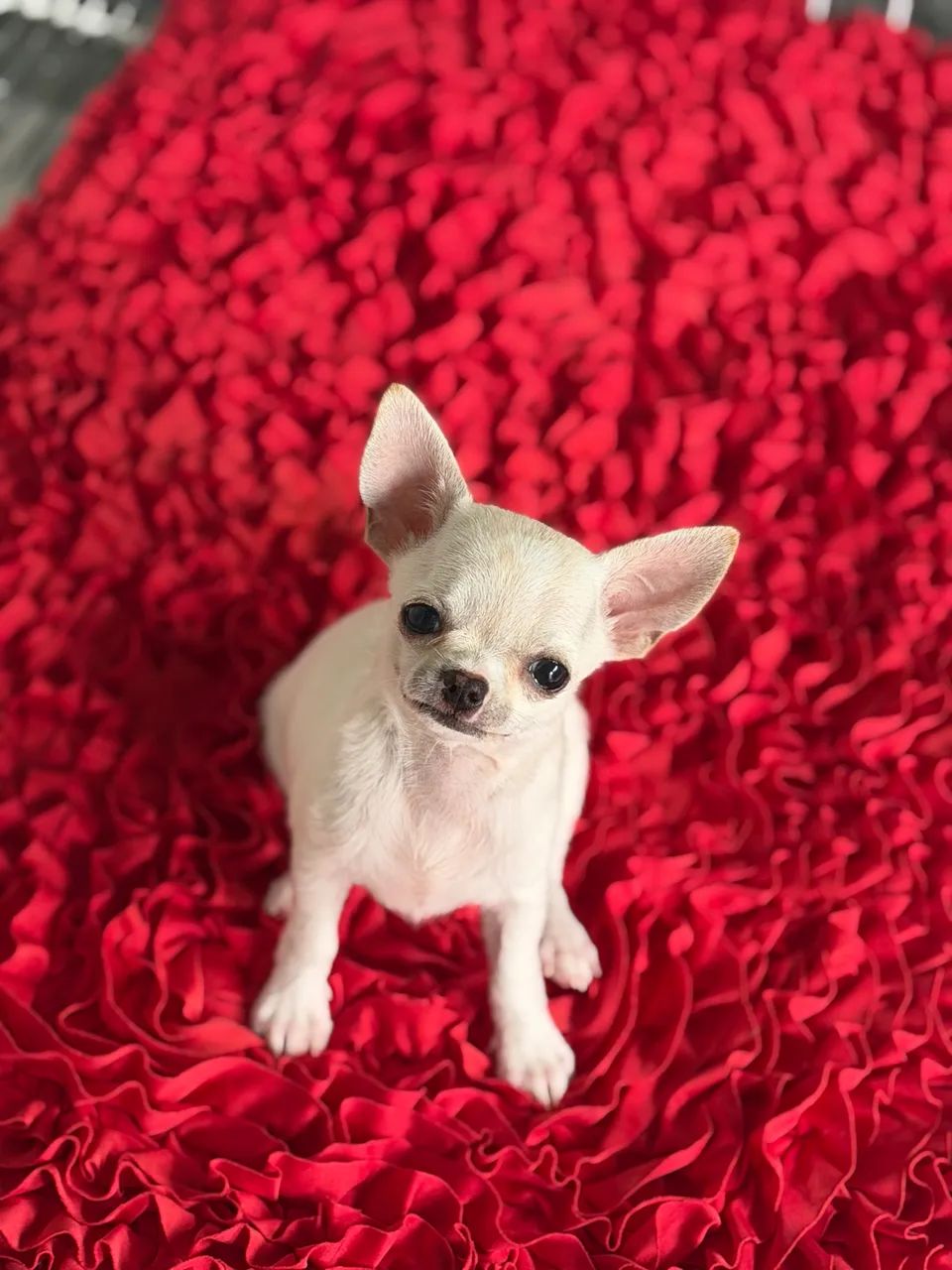 Chihuahua MACHO creme  - Foto 5