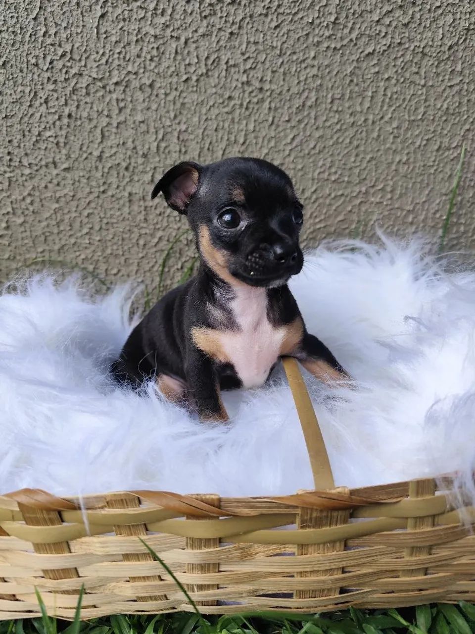 Pinscher Macho  - Foto 2