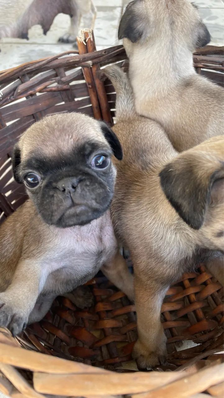 Pug macho 