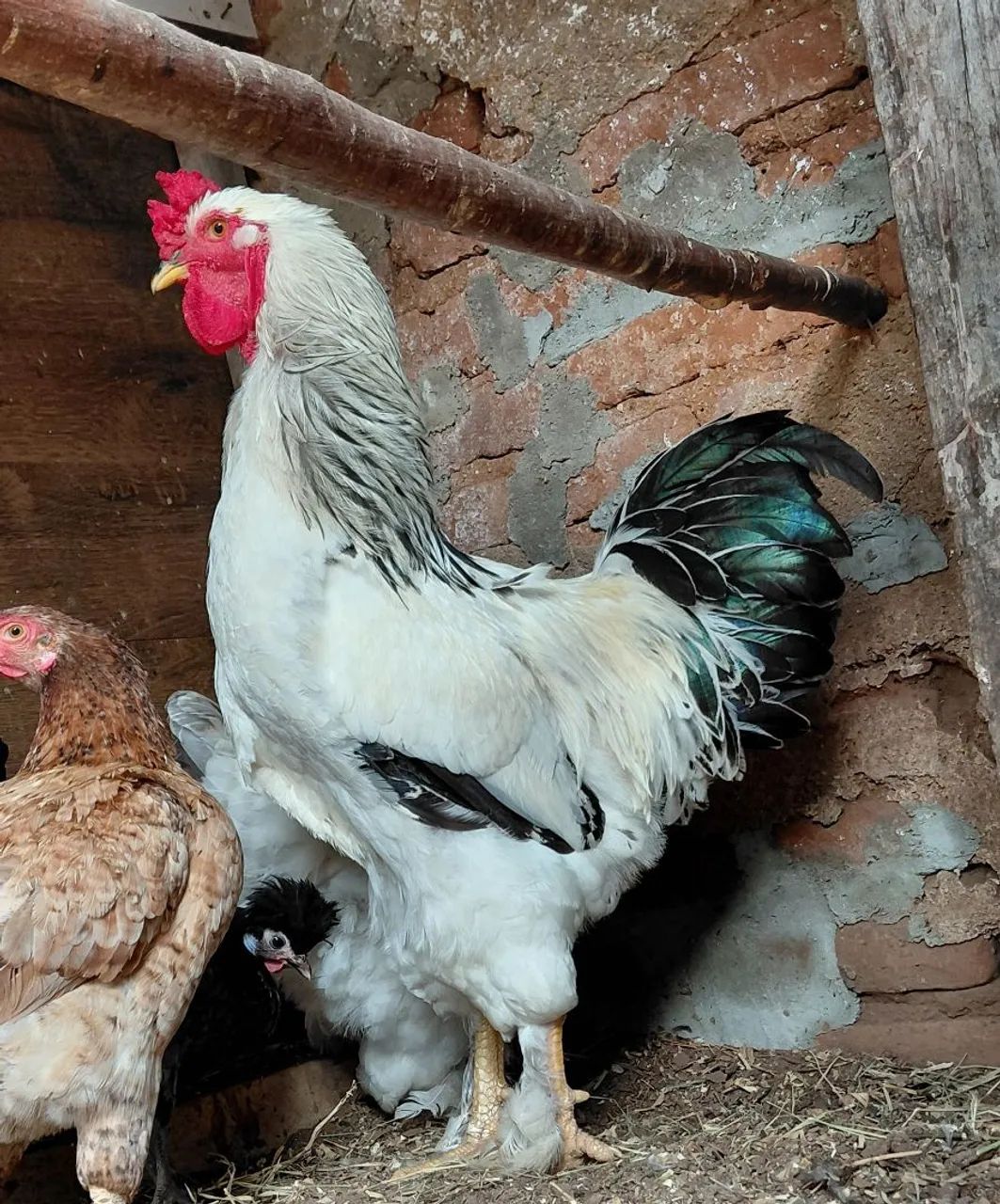 Galo Brahma