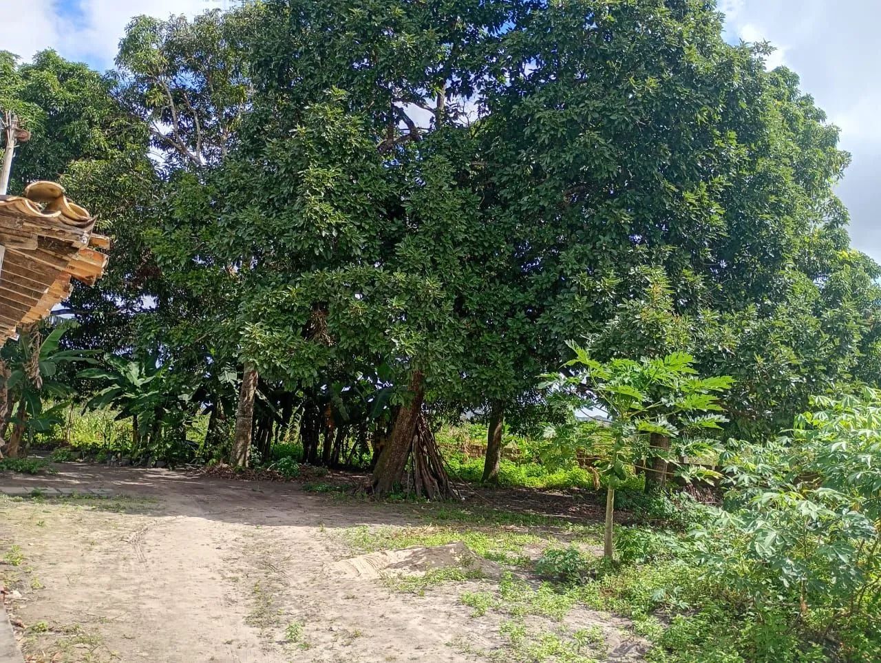 Vendo sítio em Areia branca povoado colônia são Paulo  - Foto 3