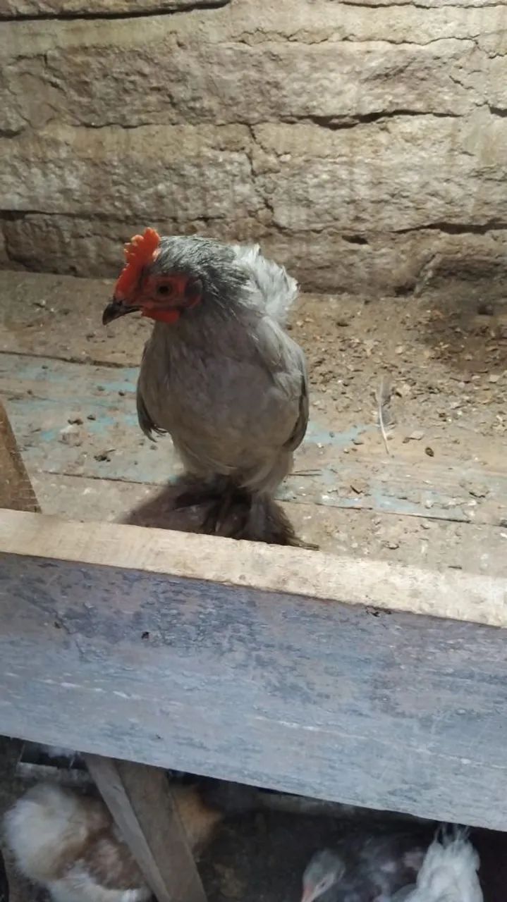 Frango mini Cochin Lavanda  - Foto 3