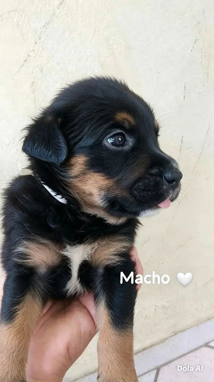 Rottweiler com pitbul  - Foto 2