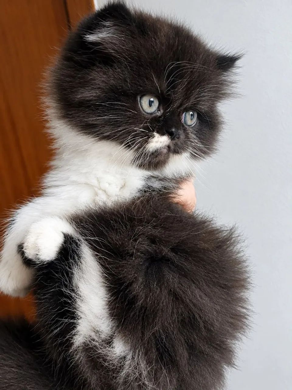 Gato persa - Foto 4