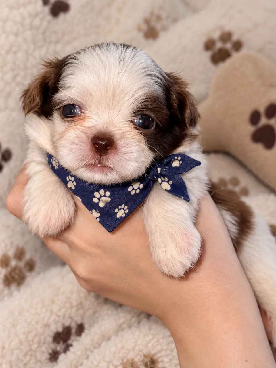 Shih-tzu disponíveis  - Foto 2