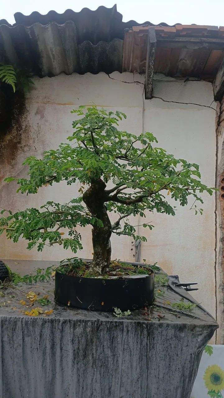 Bonsai - Foto 4