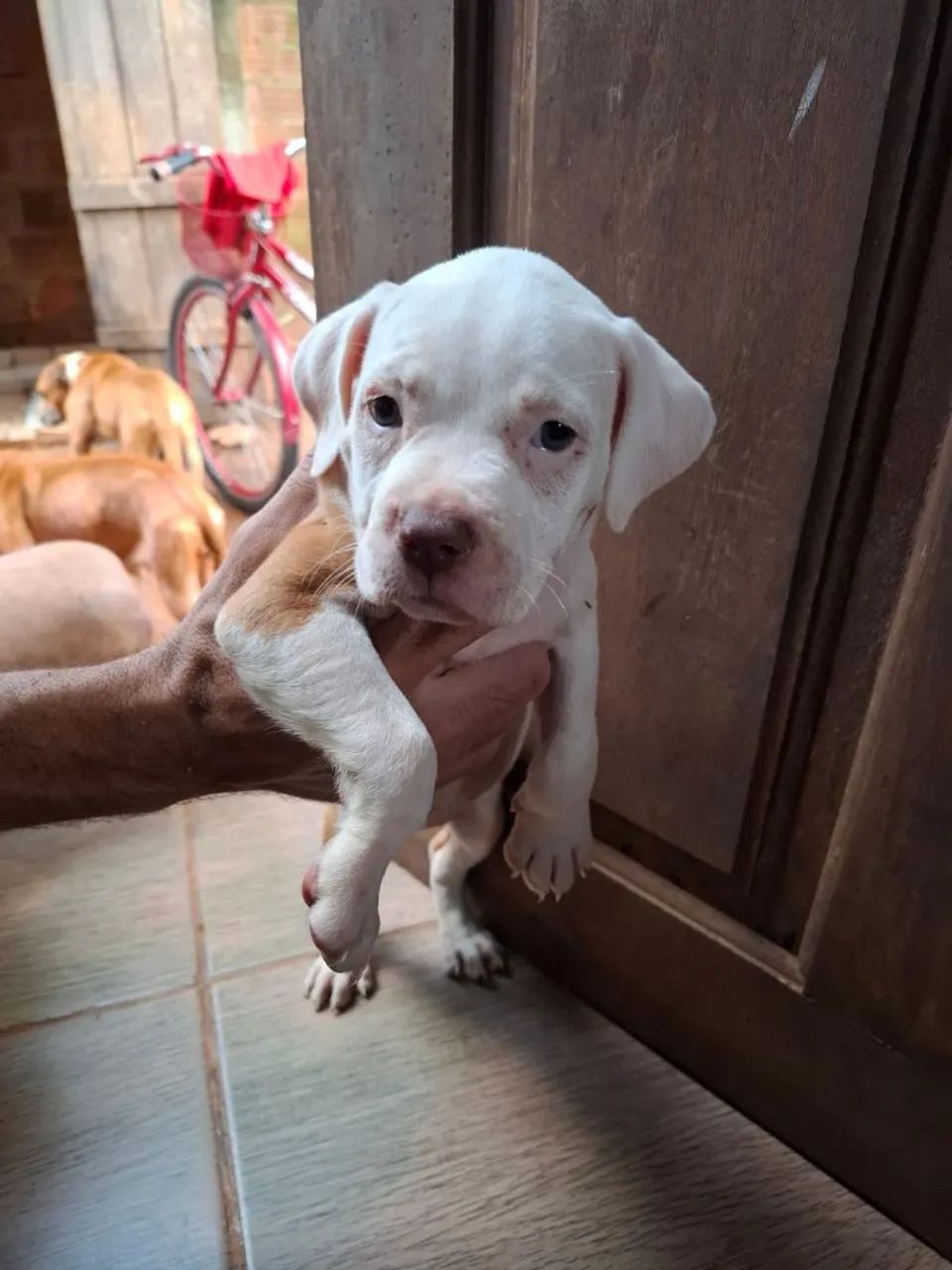 Vendo pit bull  - Foto 2