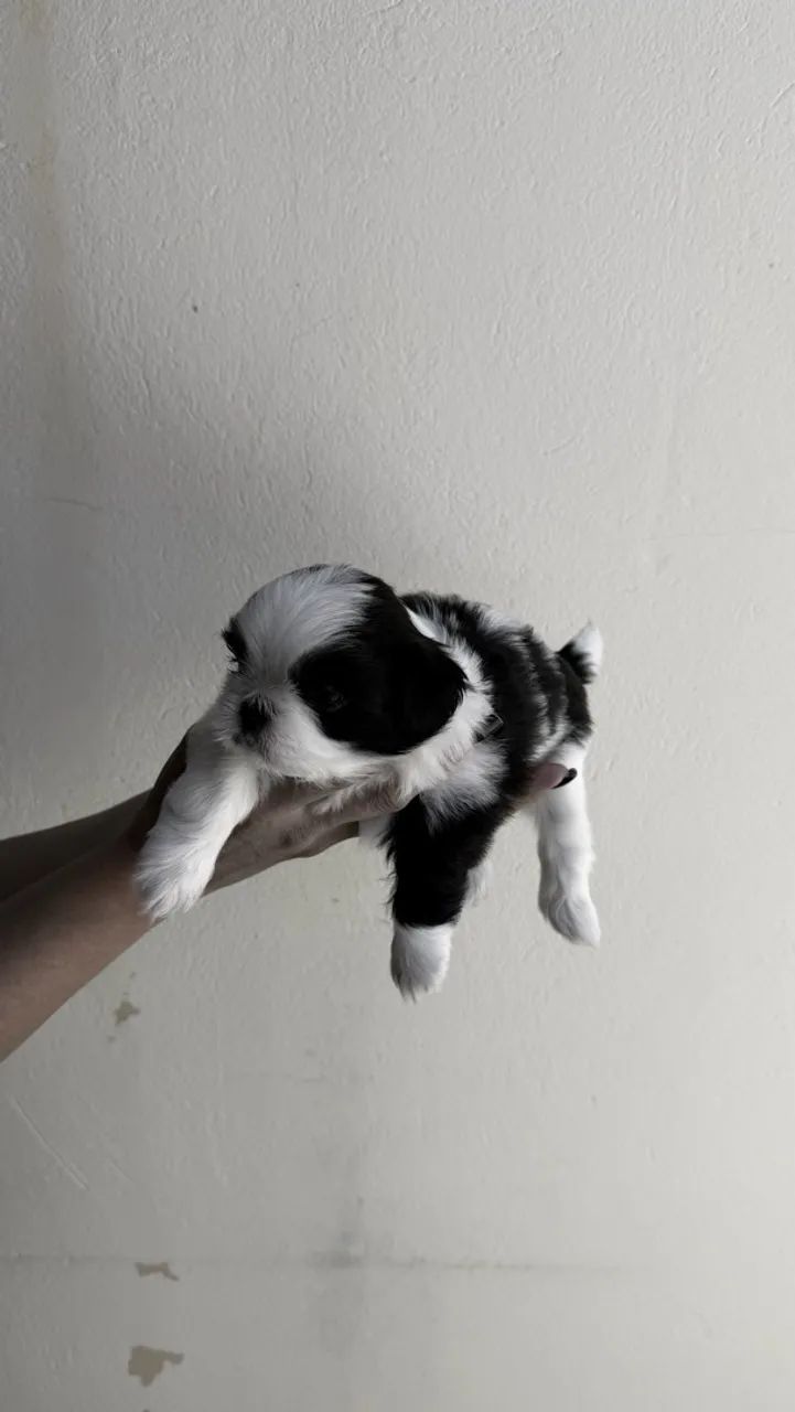 Shih Tzu - Foto 4