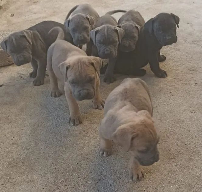 Cane corso - Foto 3