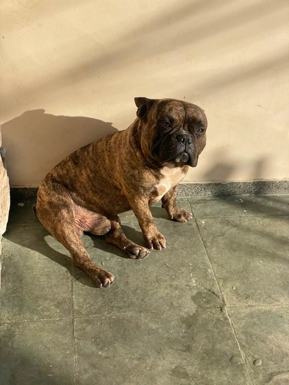 Cães  - Foto 2