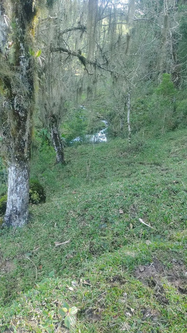 Terreno plano 2 ectares, muita água  - Foto 4
